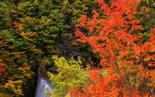 八幡平の紅葉の画像