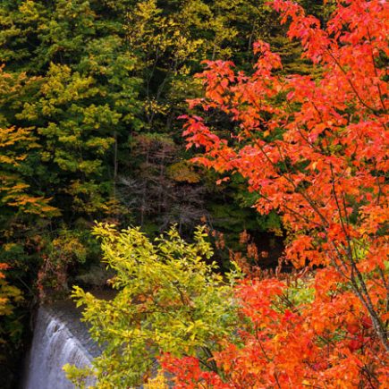 八幡平の紅葉の画像