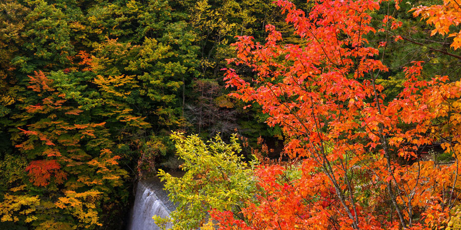八幡平の紅葉の画像